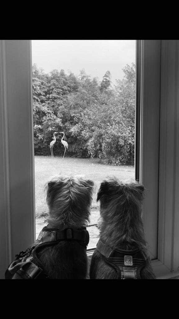 Pippin Lodge Llanwrda Dış mekan fotoğraf