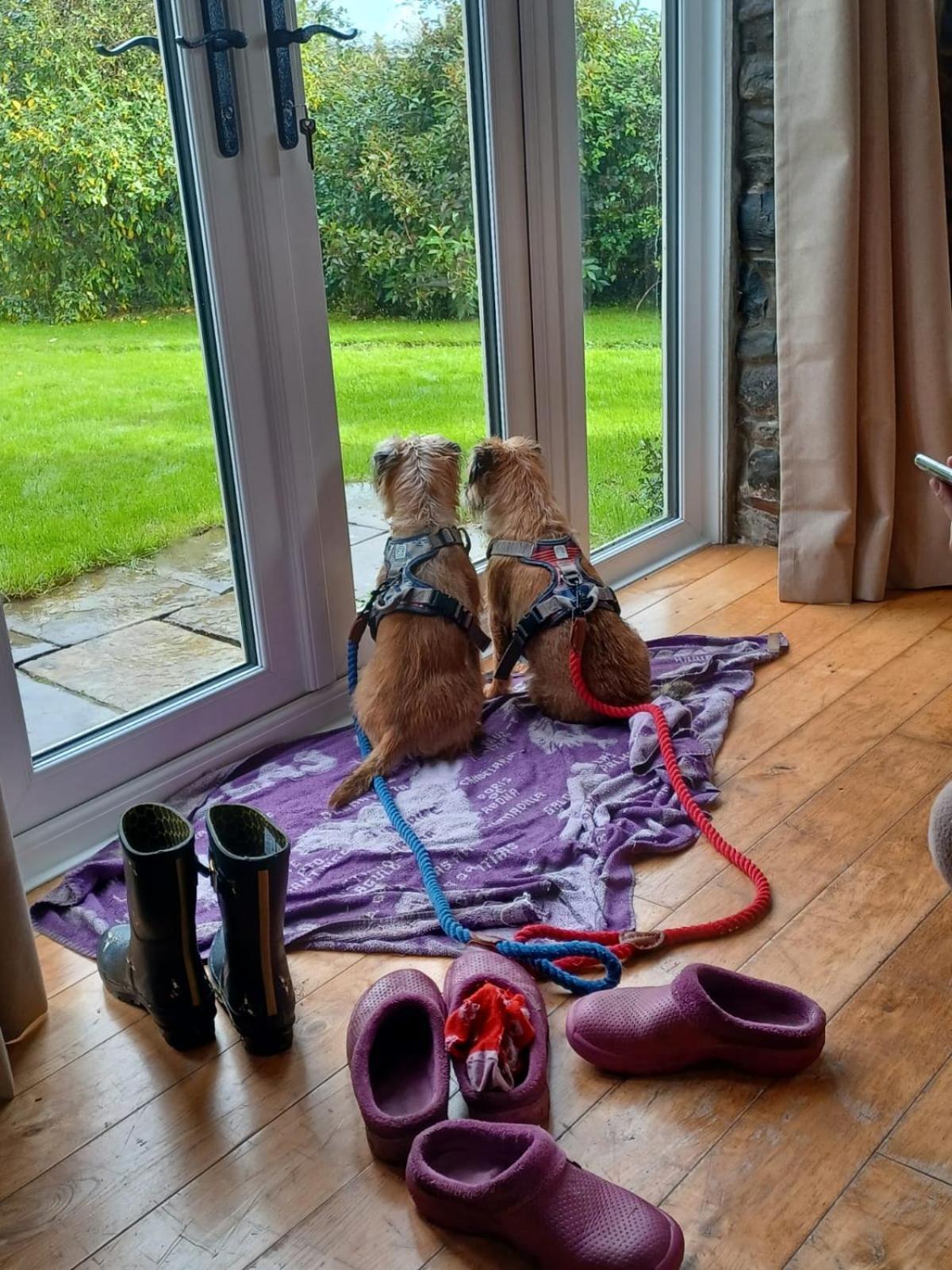 Pippin Lodge Llanwrda Dış mekan fotoğraf