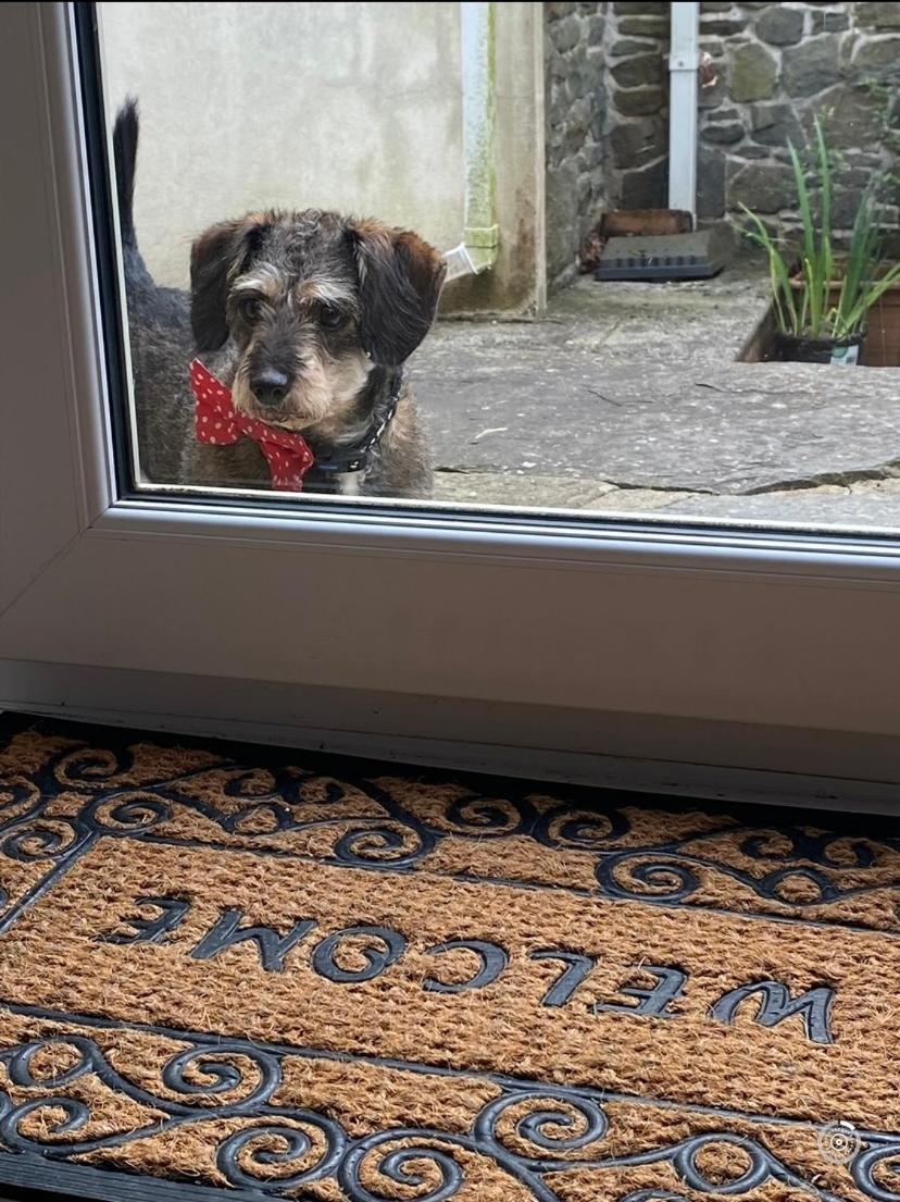 Pippin Lodge Llanwrda Dış mekan fotoğraf