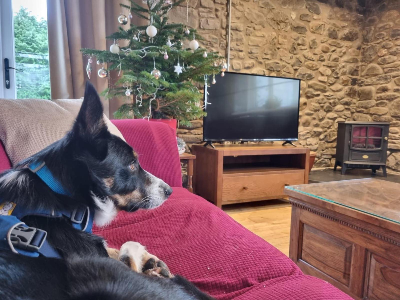 Pippin Lodge Llanwrda Dış mekan fotoğraf